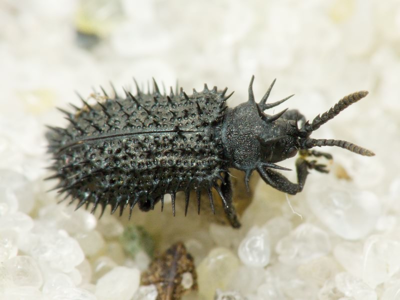 Hispa atra Linnaeus, 1767